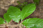 Cucumber tree